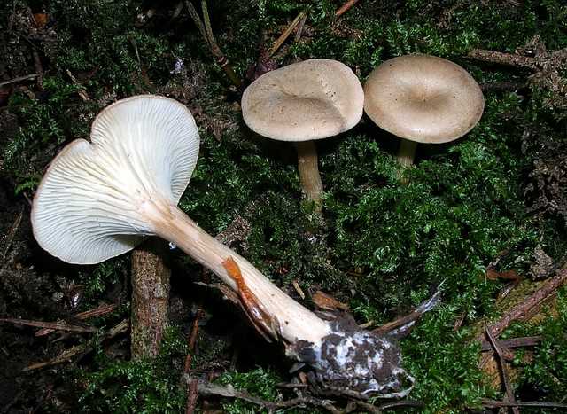 2005 :  Un anno di funghi